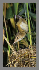 Reed Warbler. 